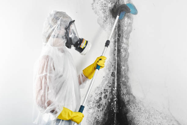 Best Asbestos and Lead Testing During Mold Inspection  in South Beloit, IL