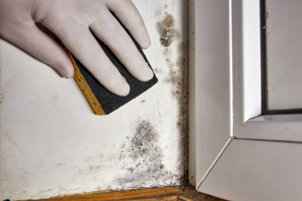 Best HVAC Mold Inspection and Cleaning  in South Beloit, IL